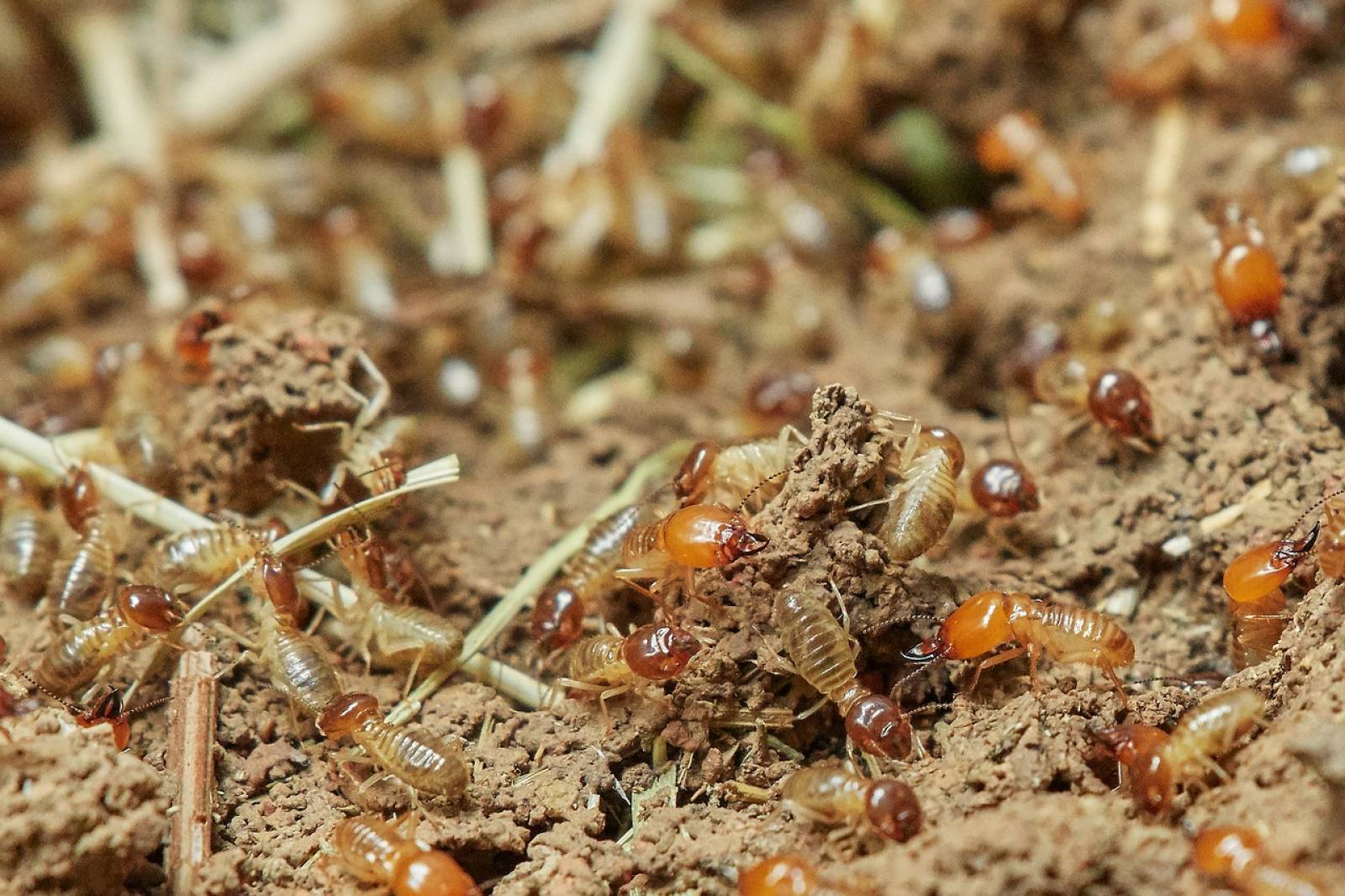 Traitement de termites & capricornes