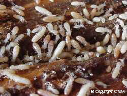 comment se débarrasser des termites à Bordeaux