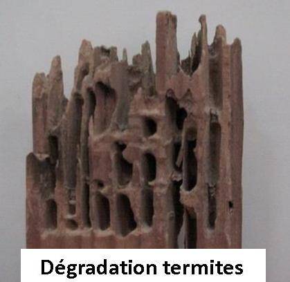 Lame de parquet dégradée par les termites à Salles 33