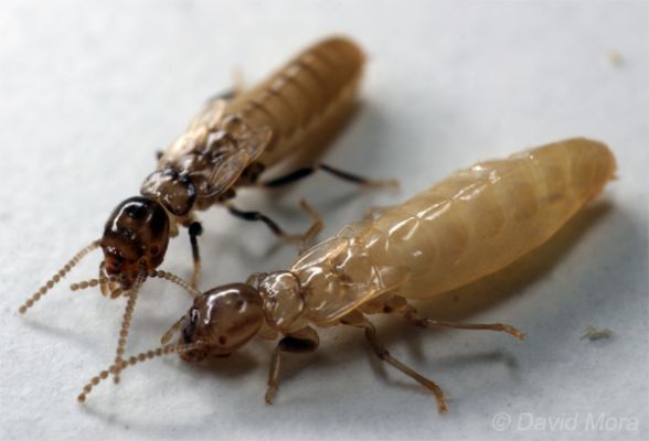 Termitesgironde: néoténiques 