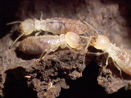Termite Ouvrier (nourricier de la colonie)