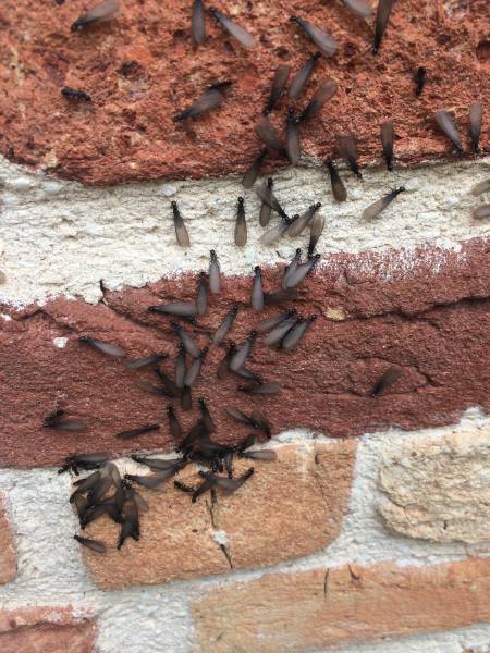 Termites ailés sortant d'une fissure dans un mur à Biscarrosse
