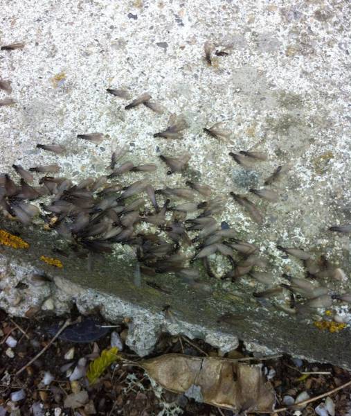 Termites ailés à Andernos en Gironde