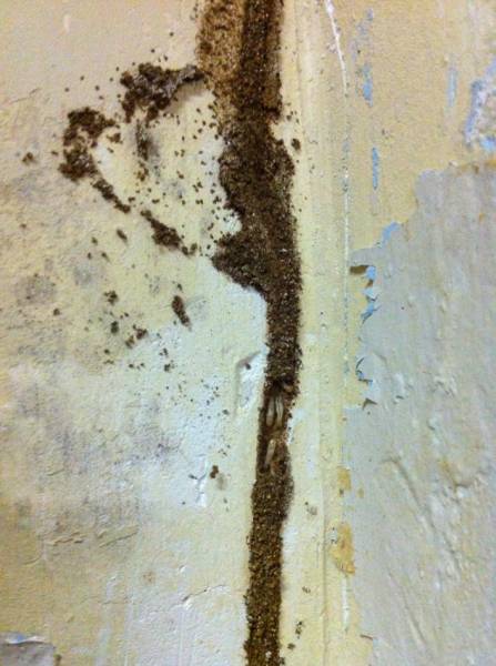 Cordonnet de termites chez Sylvie à Andernos les Bains en Gironde