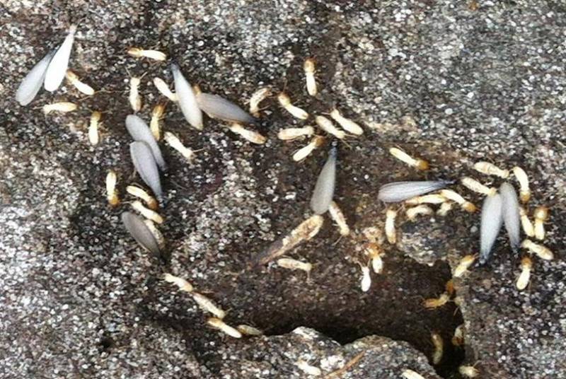 Termites ouvriers et termites ailés