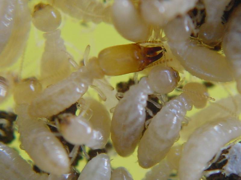 Traitement Anti-termites sur le Bassin d’Arcachon