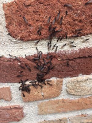 Termites-Essaimage à Parentis Termites gironde