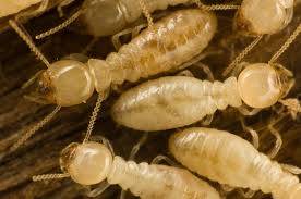 Termites ouvriers à Lanton 33