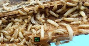 Termites à Saint Médard en Jalles 33 en Gironde