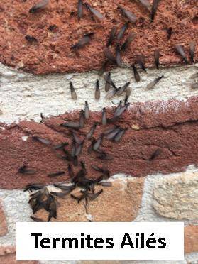 Essaimage (termites ailés) à Andernos le Bains