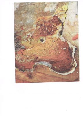 Mérule à Langon 33