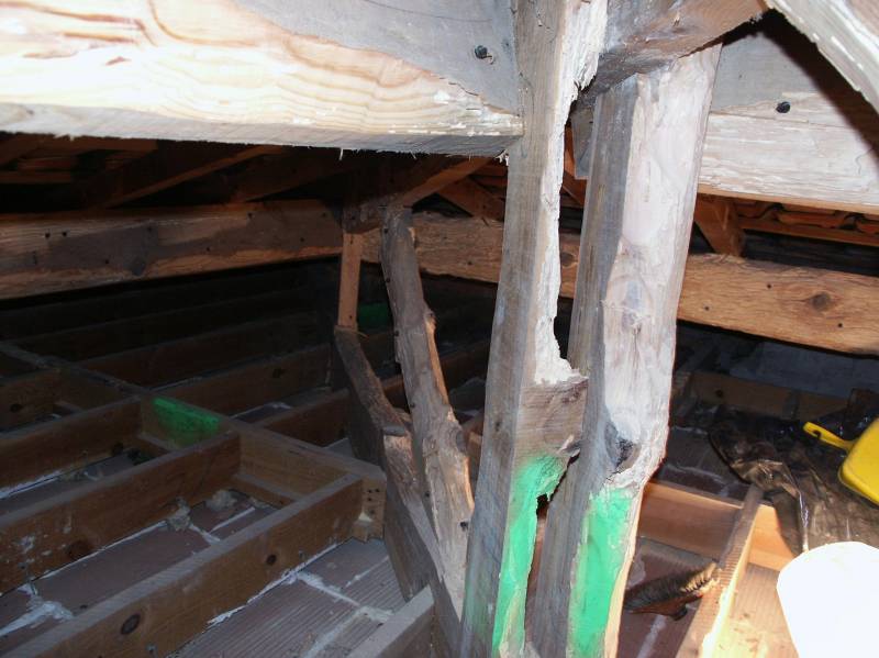 DEGATS CAPRICORNE A ARCACHON