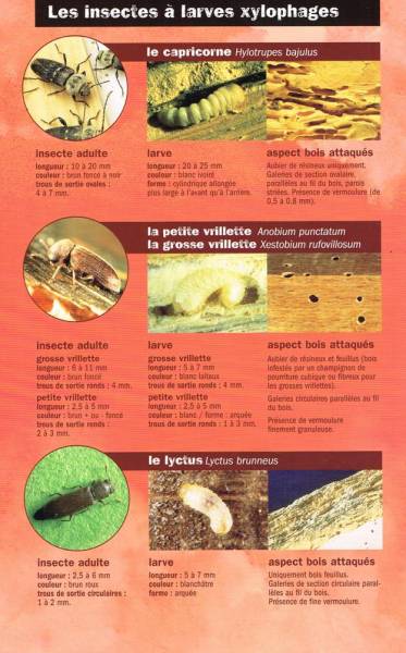 Capricornes à Pauillac 33 