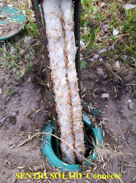 Piege (Sentri-Sol) coonecté à Salles 33