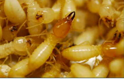 Connaître le tarif pour un diagnostic termites complet et une protection du bois contre les insectes xylophages à La Teste de Buch.