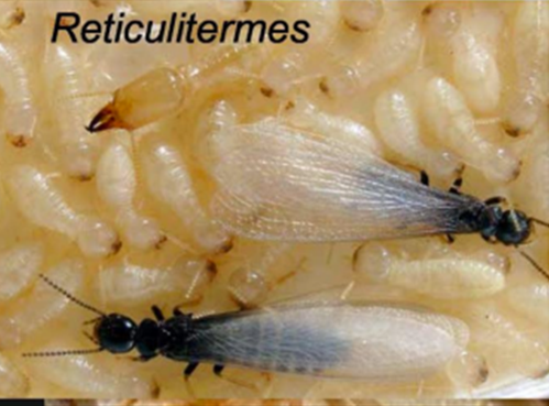 Devis gratuit traitement insectes xylophages : protégez votre patrimoine immobilier avec une solution curative contre les larves au Bassin d'Arcachon.