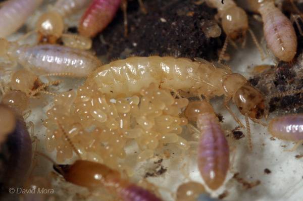 Pourquoi choisir une entreprise certifiée Qualibat pour l'élimination des termites et la protection des bois de votre maison à La Teste de Buch.