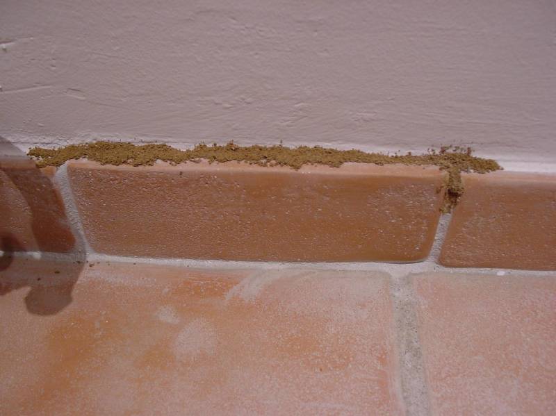 Comparer les solutions termites par barrière chimique ou par pièges pour sécuriser votre patrimoine immobilier contre les dégradations au Bassin d'Arcachon.