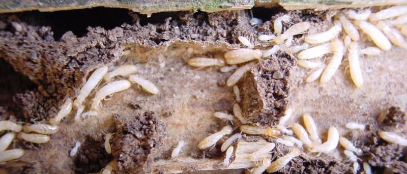 Mise en place d'un traitement termites après construction pour assurer la protection du bois de votre charpente neuve à Biscarrosse Landes.