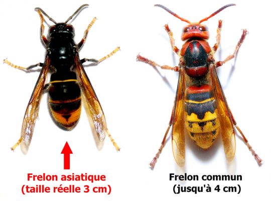 Comparatif frelon asiatique/européen